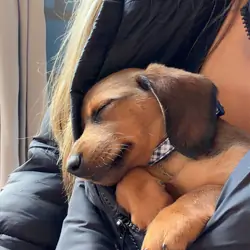 A miniature dachshund