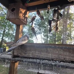cockatiels both sexes