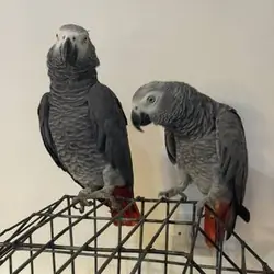 Male & Female African Grey Parrots Available