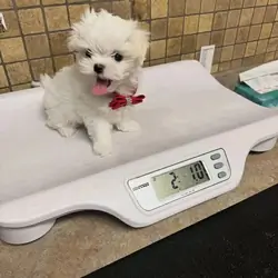 Magnificent tea cup Maltese puppies