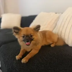 Pomeranian ( Muffin )