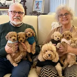 ADORABLE POODLE PUPPIES LOOKING FOR LOVING HOMES!