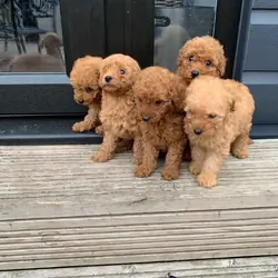 Adorable Poodle Puppies Looking for Loving Homes