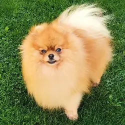 Pomeranian