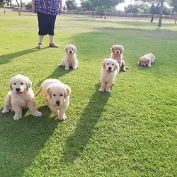 Beautiful Golden Retriever Puppies Available 🐕✨