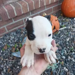 Pitbull Puppies 7 weeks