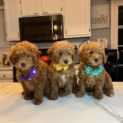 Fluffy Poodle Puppies Seeking Forever Families 💗M
