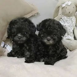 Beautiful Poodle Puppies Available