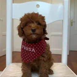 Sweet Poodle Puppies Seeking Forever Families
