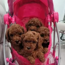 Lovely Poodle Puppies Ready for New Homes