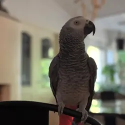 Meet our beautiful African Grey parrots