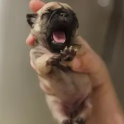 Lily Fawm Girl Pug Pup