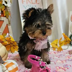 Yorkshire terrier