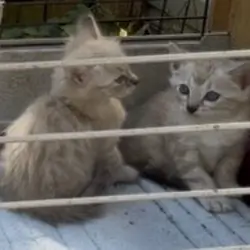 Cashmere Seal Lynx Point Bengal Snow Kittens