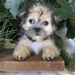Shipoo/malshi puppies for sale in Michigan