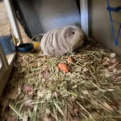 Guinea pigs