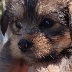 Yorkie puppies