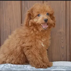 Charlie puppy