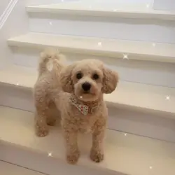 Poochon Mix– Looking for a Loving New Home