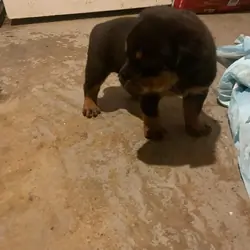 Rotti  pup