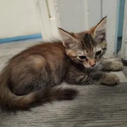 Kittens