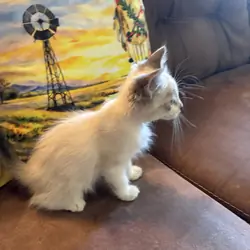 Fluffy Snowshoe Kitten/Okla.
