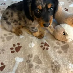 CKC MINIATURE DACHSHUND SILVER DAPPLE "JET"