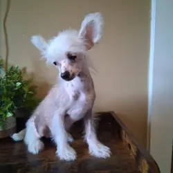 Chinese Crested Pixie