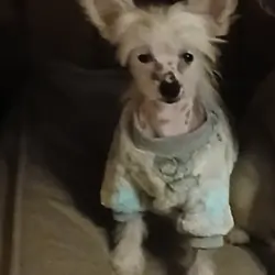 Chinese Crested Pixie