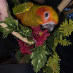 Sun Conures