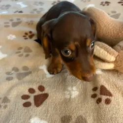 CKC MINIATURE CHOCOLATE & TAN DACHSHUND "REX"