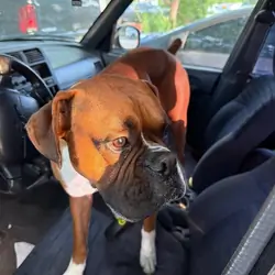 Very Gentle 3 year old Boxer male