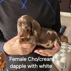 Akc Mini Dachshunds