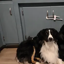 Australian Shepherd