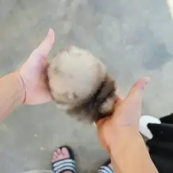 small size pomeranian puppy