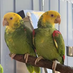 Female yellow-headed Amazon parrots