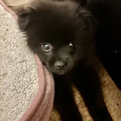 Pomeranian Purebred- black with dash of white
