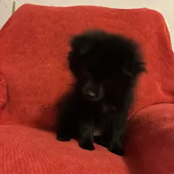 Pomeranian Purebred- black with dash of white