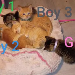 Kittens