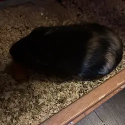 Guinea pig