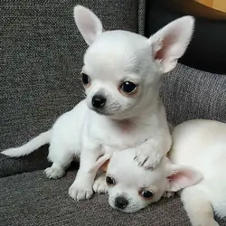 Adorable White Chihuahua Puppies
