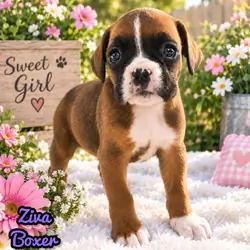 Ziva Female AKC Boxer