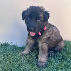 Purebred German Shepherds Puppies
