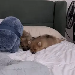 2 Puppy Pomeranians