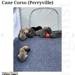 Puppies