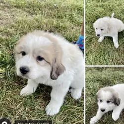 Cute Great Pyrenees Puppies