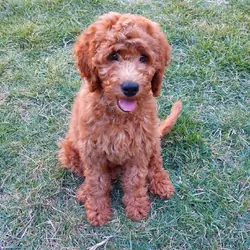 Mini Golden Doodle