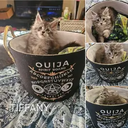 Maine Coon Kittens