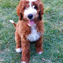 Mini GoldenDoodle