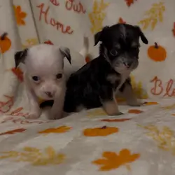 Dachshund poodle mix puppies